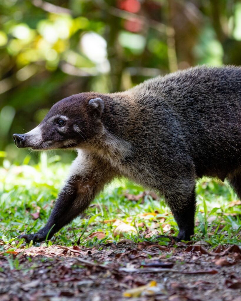 A wild coati with a long snout walking through a grassy natural environment.