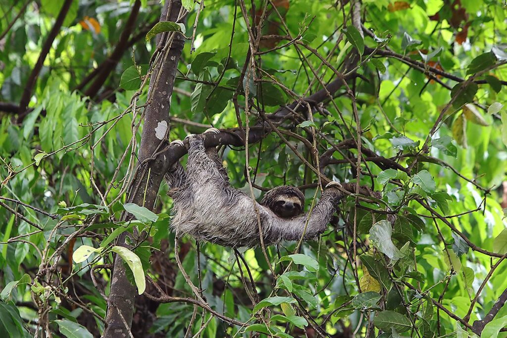 A wild three-toed sloth hanging from branches amidst lush green rainforest foliage