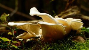 Cultivating sustainability: How mushroom farming elevates Koora Hotel’s experience