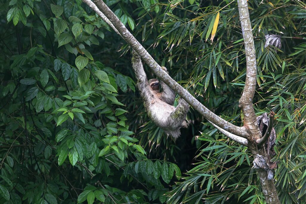 Sloth Costa Rica Rainforest Wildlife