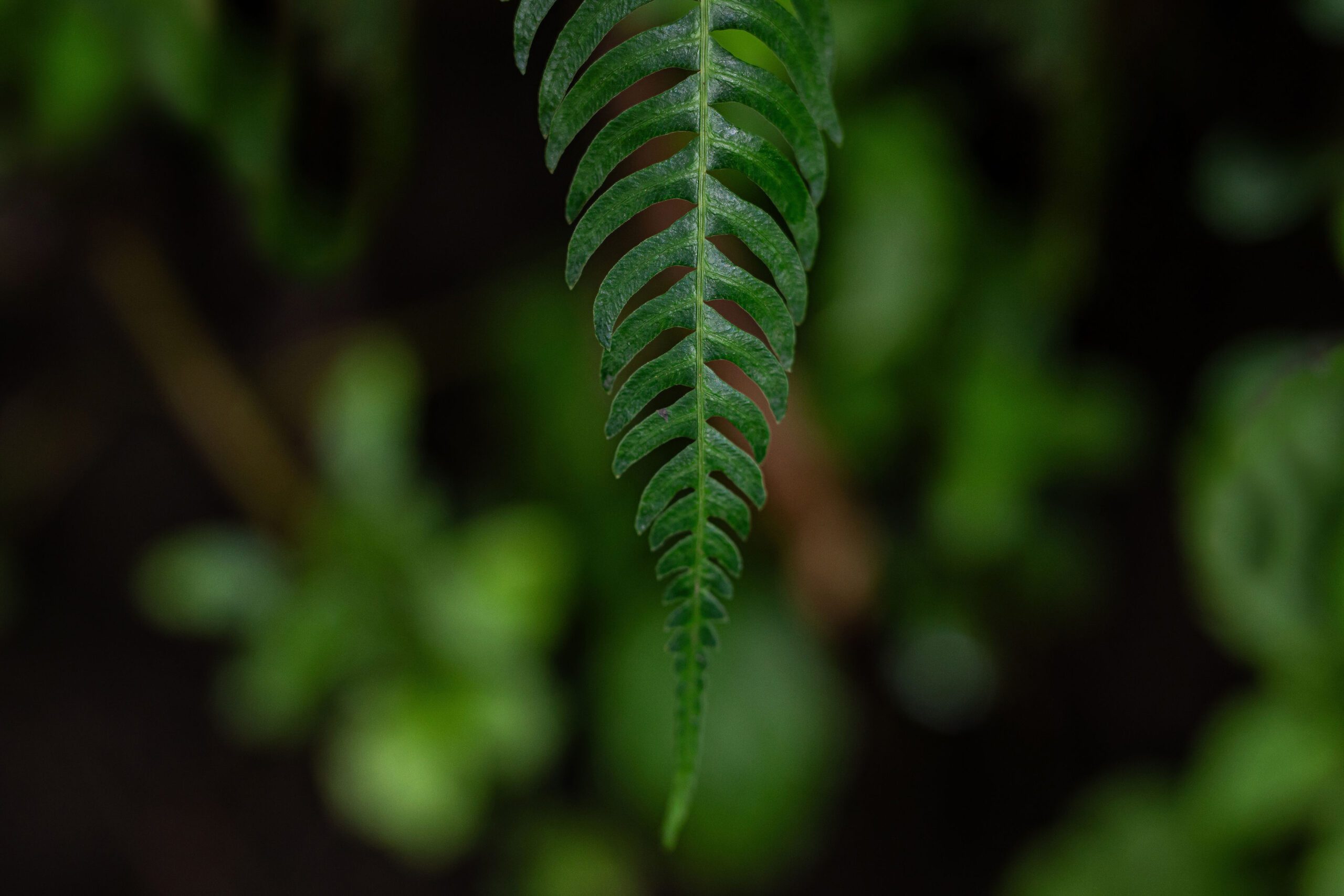 Costa Rica Fern Leaf