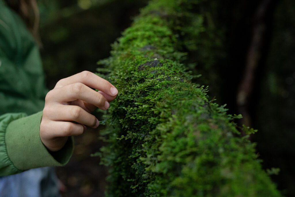 Costa Rica Nature Explore Forest Moss