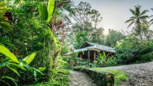 CR Drake Forest Bungalow Jungle